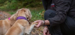 Claire Whiteway-Wilkinson crouched down holding the paws of 1 dogs in front of her