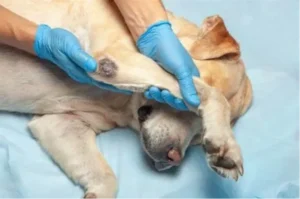 A vet with rubber gloves inspecting a dog's elbow as the dog lies on a table