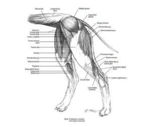 A diagram showing the muscles in a dog's rear legs