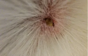 A close up of a tick in dog's fur