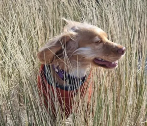 A god panting standing in tall grass