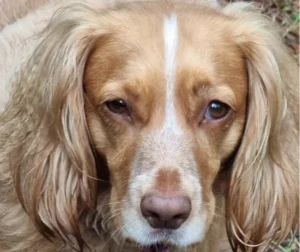 A close up of a dog's face