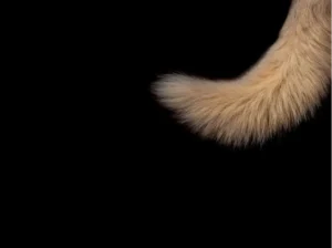 A dog's tail