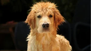 A wet dog with fluffy hair sticking up on top of its head