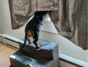 A dog standing on a small set up steps looking out of the window with the curtains covering its head