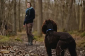 A dog owner and their dog on a path in the woods
