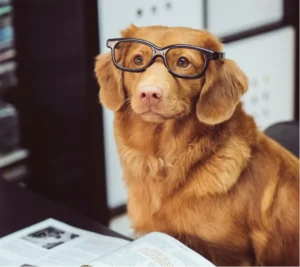 A dog sat at a desk with an open book in front of them and they are wearing glasses