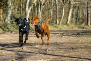 2 running alongside each other, 1 with a tennis ball in its mouth